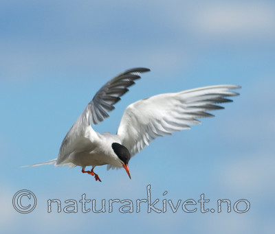 BB 07 0010 / Sterna hirundo / Makrellterne